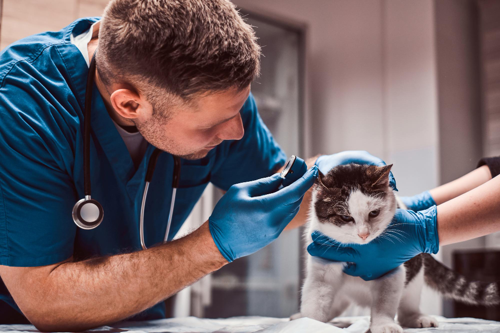 Urgencias veterinarias en madrid